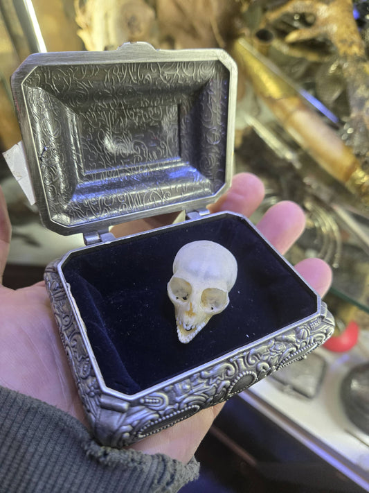 Crâne de singe vervet dans une boîte en métal