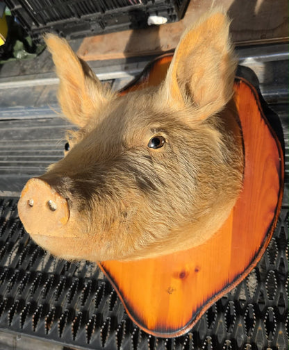 Taxidermie vintage tête de cochon