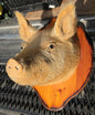 Taxidermie vintage tête de cochon