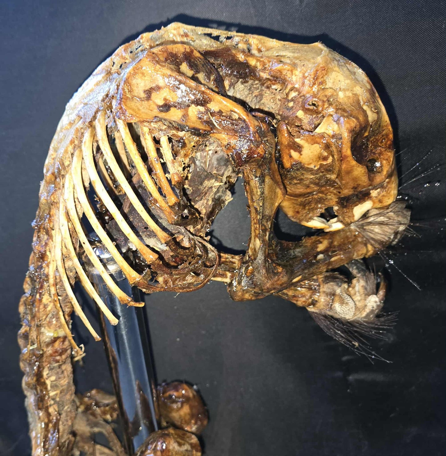 Squelette de porc-épic momifié