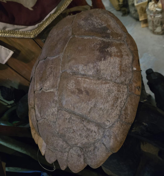Grande carapace de tortue