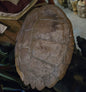 Grande carapace de tortue