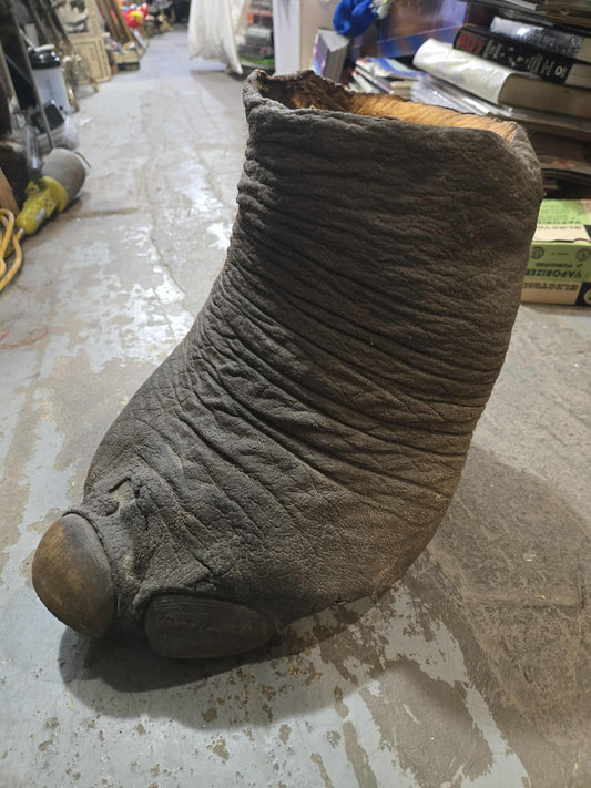 Patte d'éléphant antique naturalisée