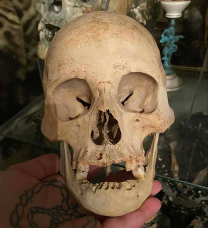 Crâne antique homo sapiens médical