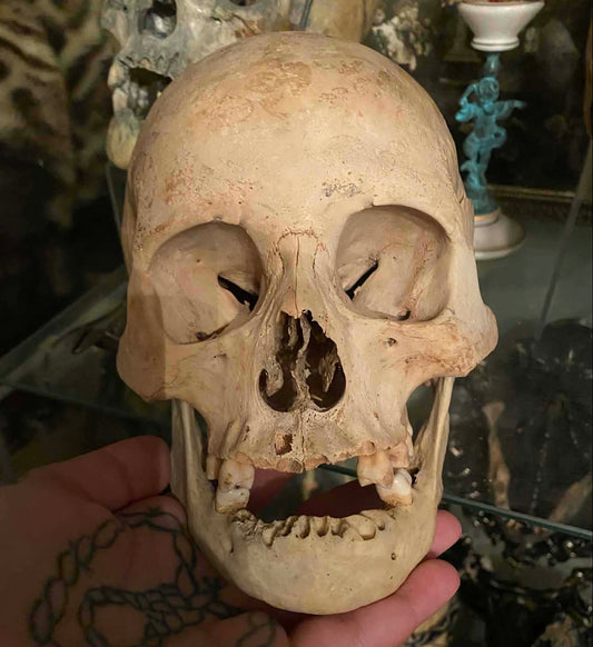 Crâne antique homo sapiens médical