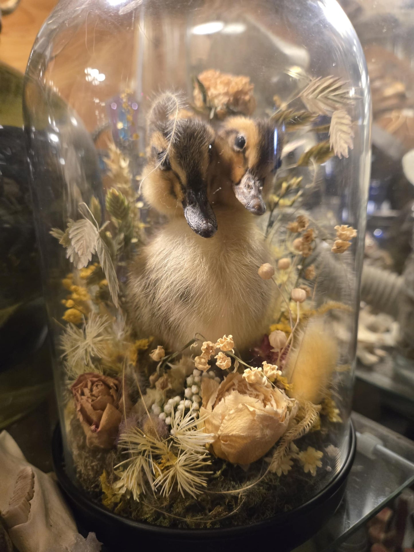 Taxidermie caneton à deux têtes dans un globe