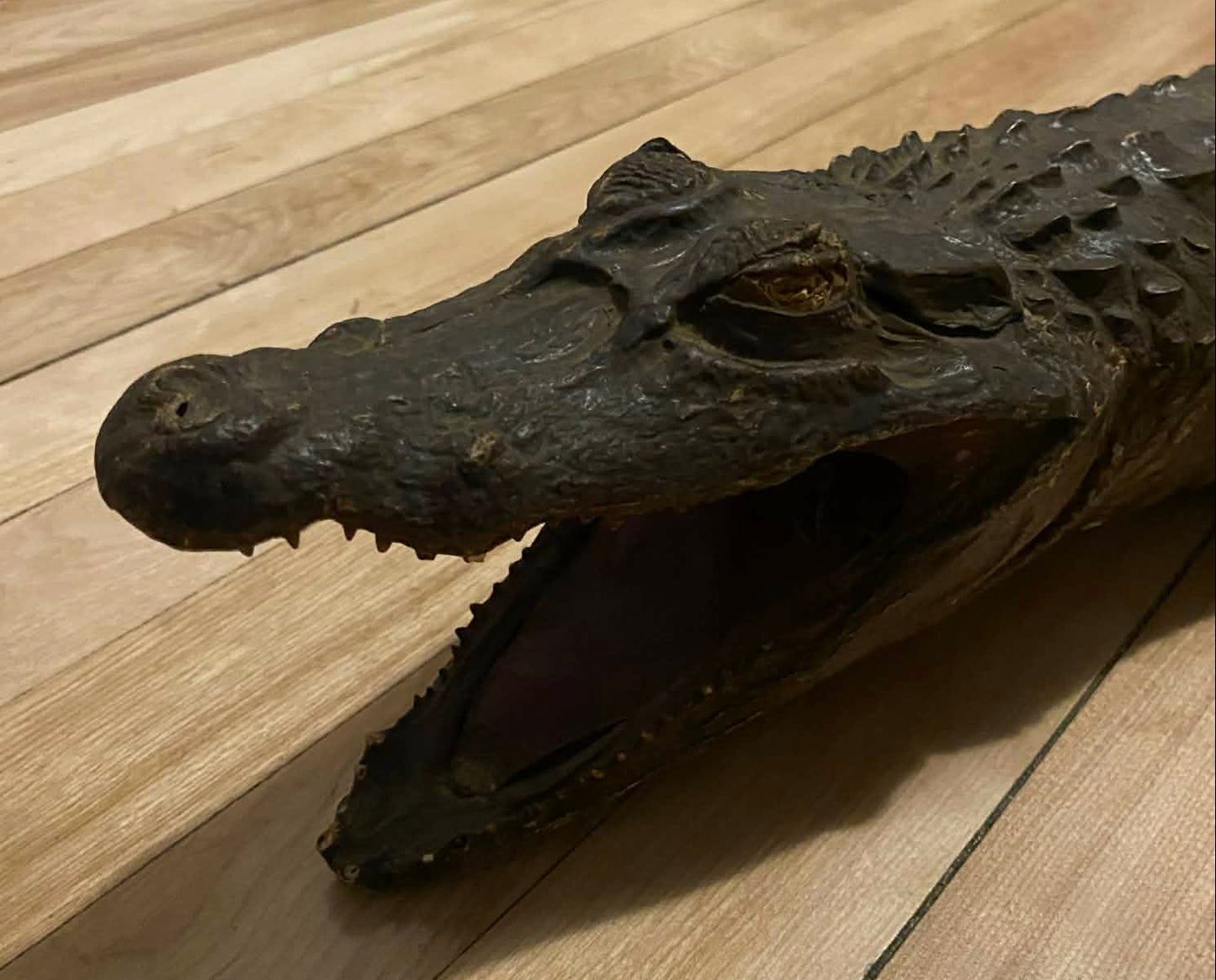 Taxidermie vintage alligator complet