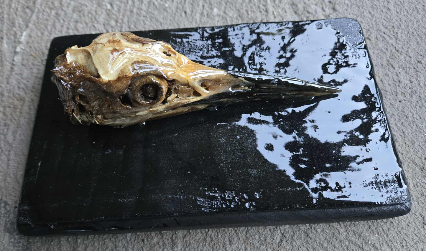 Crâne de héron sur panneau de bois