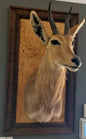 Taxidermie vintage tête de cobe des roseaux