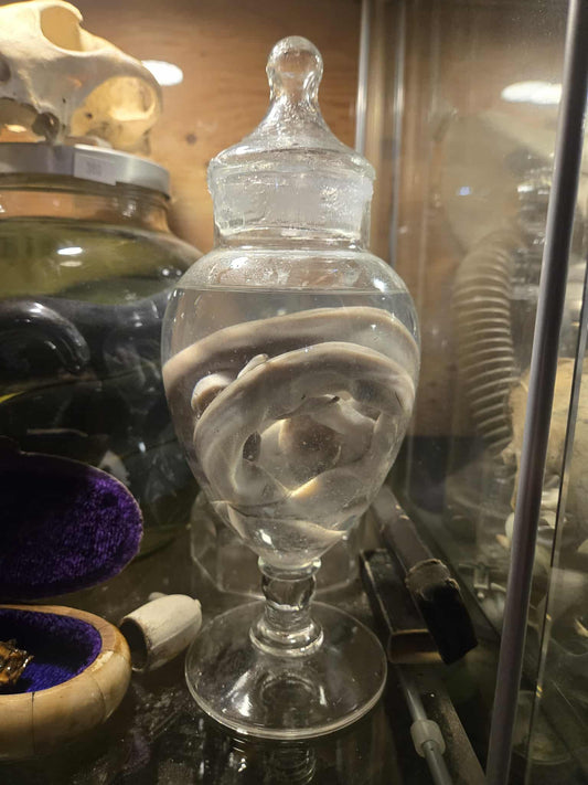 Wet specimen serpent dans le formol