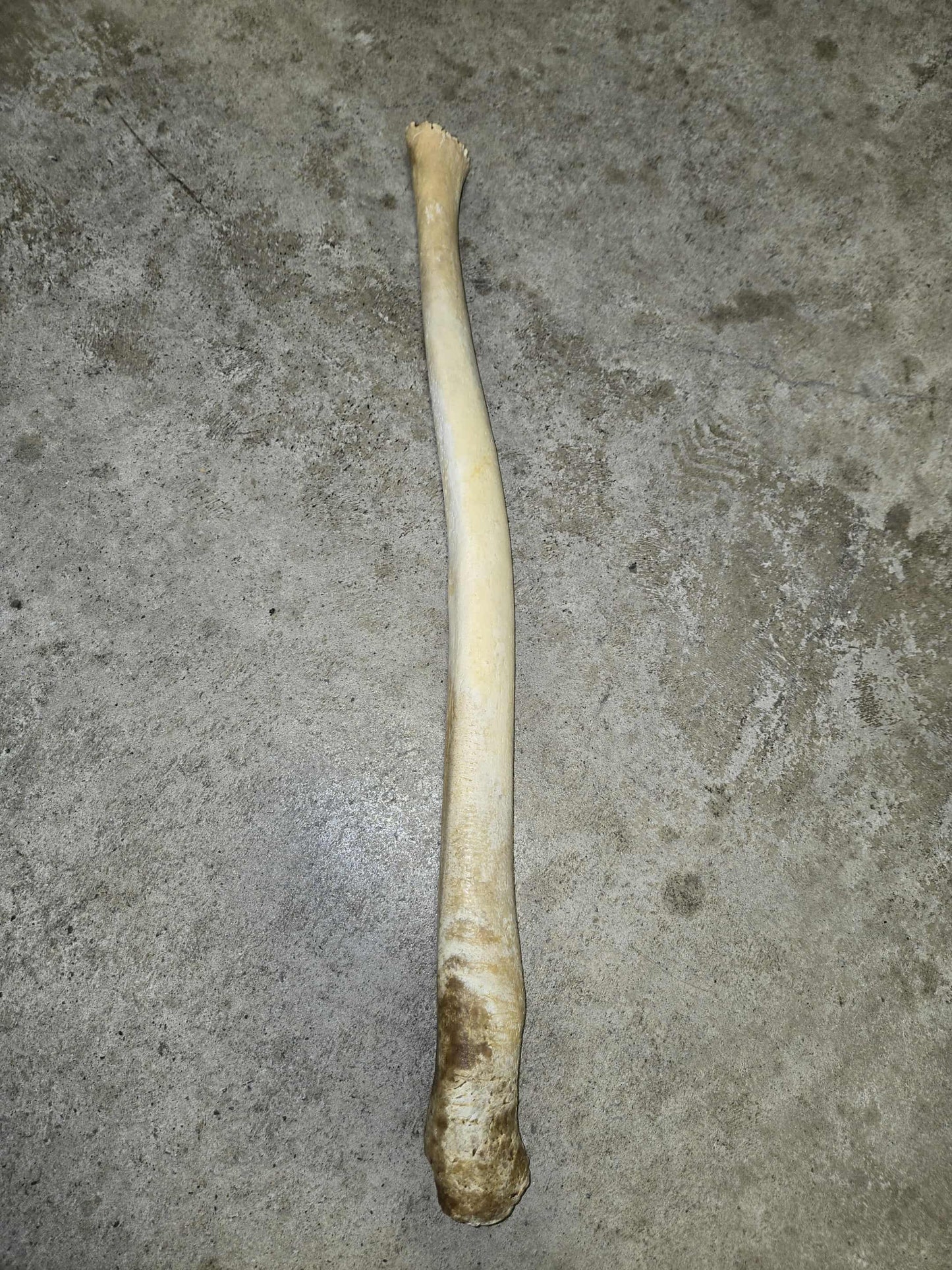 Os pénien de morse.