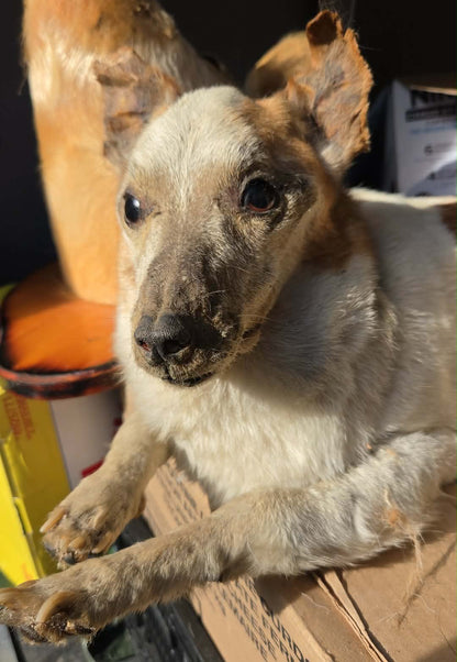 Taxidermie chien complet vintage