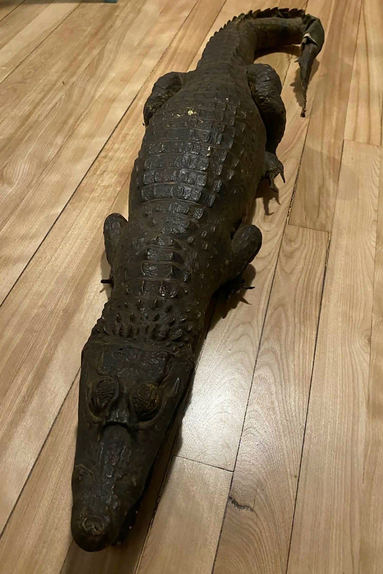 Taxidermie vintage alligator complet