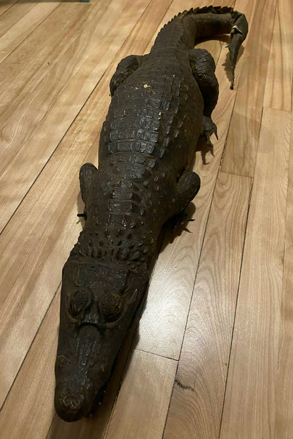 Taxidermie vintage alligator complet