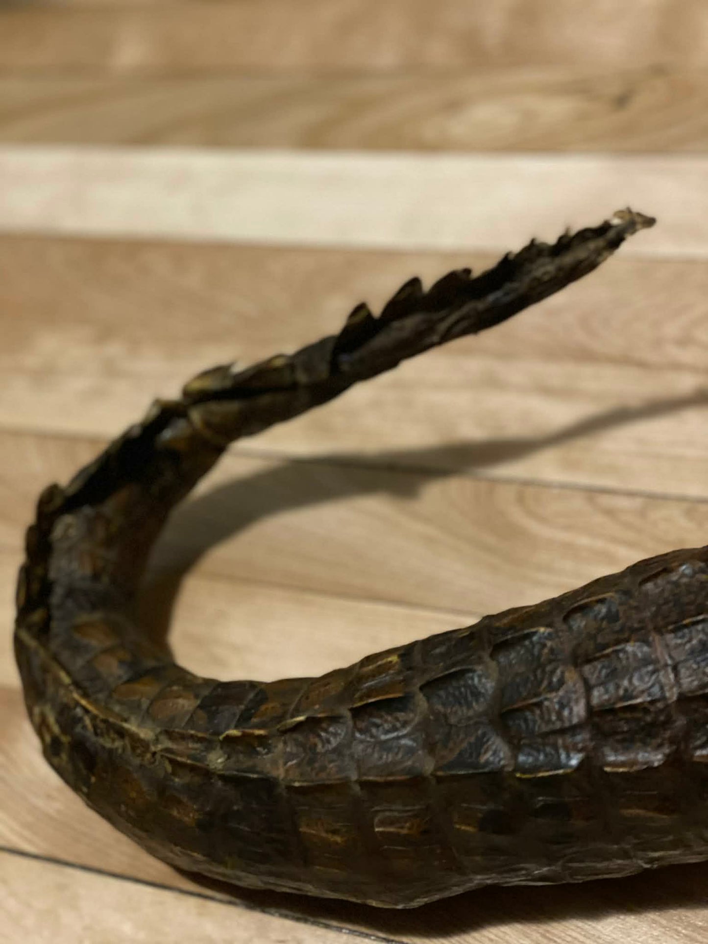 Taxidermie vintage alligator complet