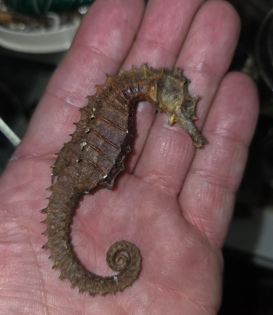 Hippocampe déshydraté naturalisé