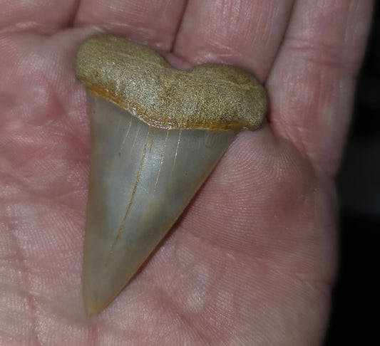 Dent de requin fossilisée