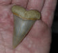 Dent de requin fossilisée