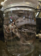 Plusieurs petits serpents dans le formol - wet specimen