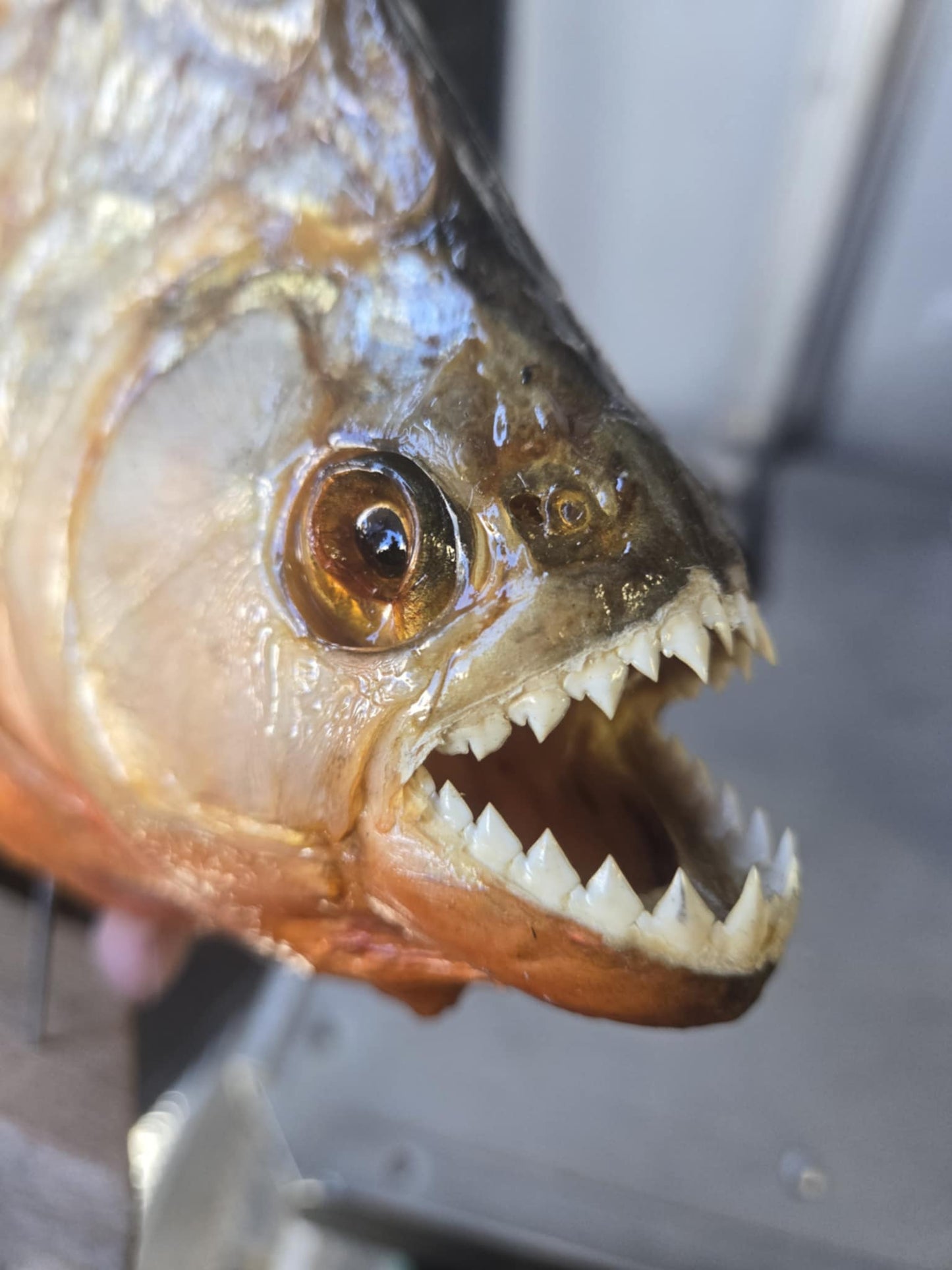 Taxidermie grand piranha