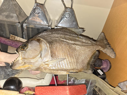 Grand piranha déséché sur socle