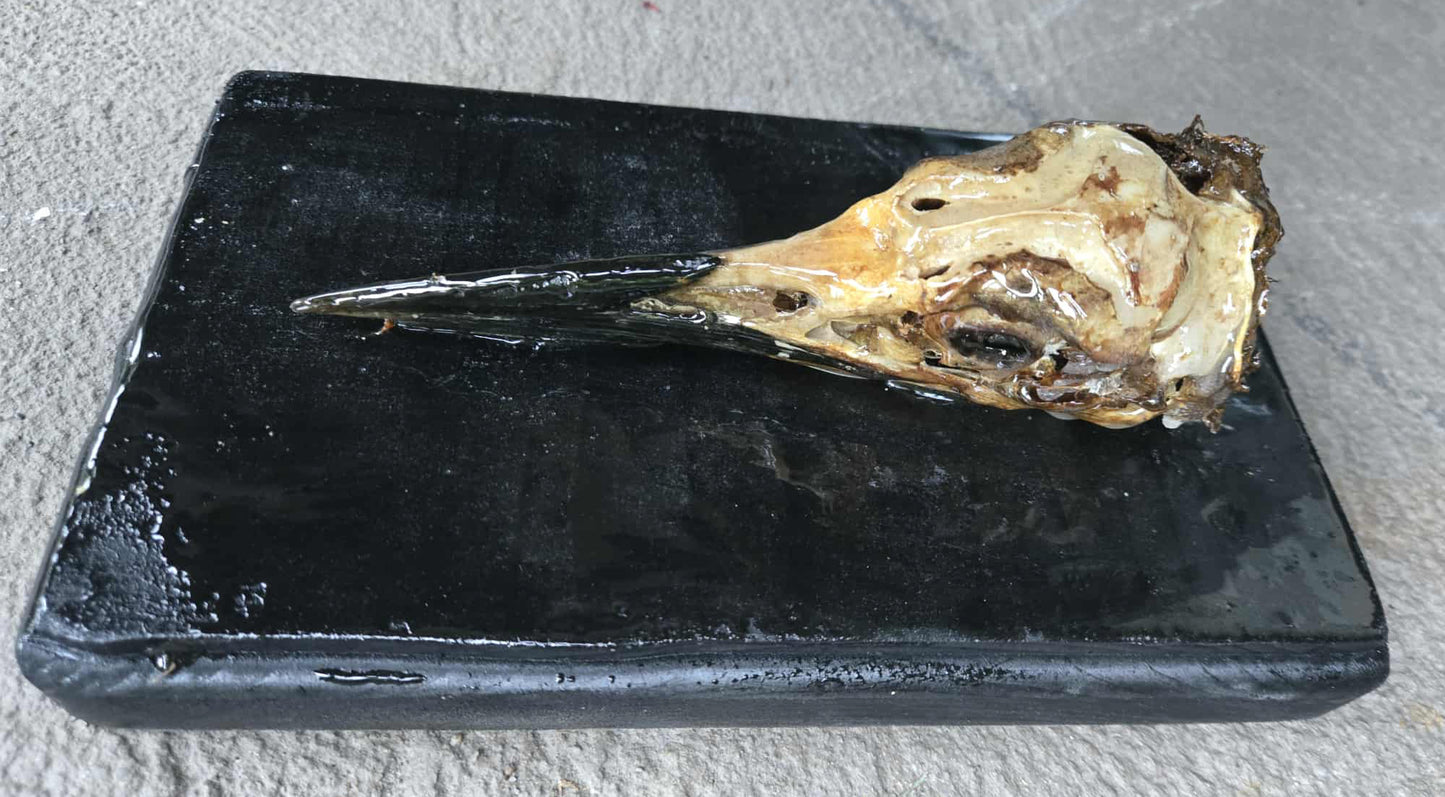 Crâne de héron sur panneau de bois