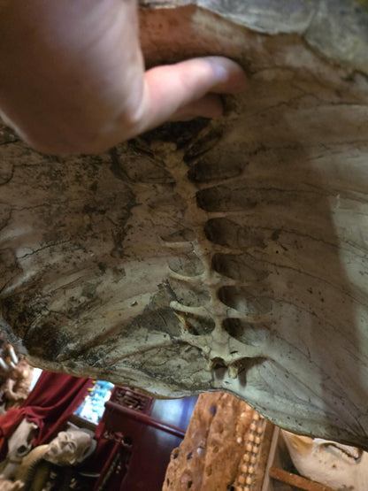 Grande carapace de tortue