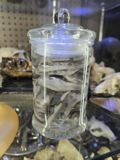 Wet specimen quelques serpents dans le formol