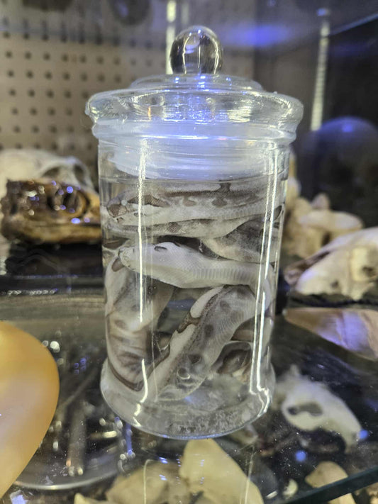 Wet specimen quelques serpents dans le formol