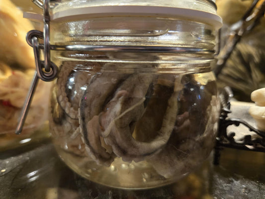 Poulpe naturalisé dans le formol