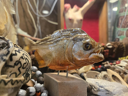 Moyens piranhas rouges déséchés