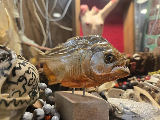 Moyens piranhas rouges déséchés