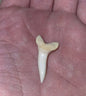 Petite dent de requin