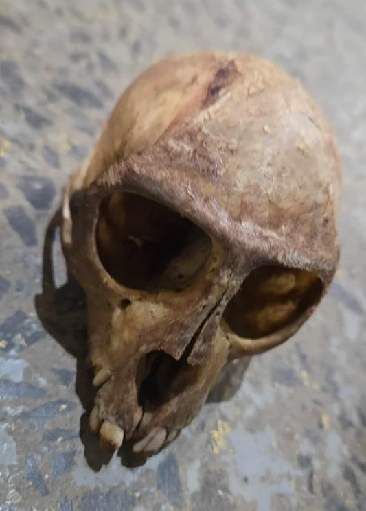 Crâne de singe antique