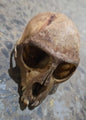 Crâne de singe antique