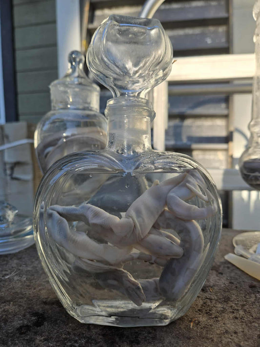 Wet specimen serpents dans le formol