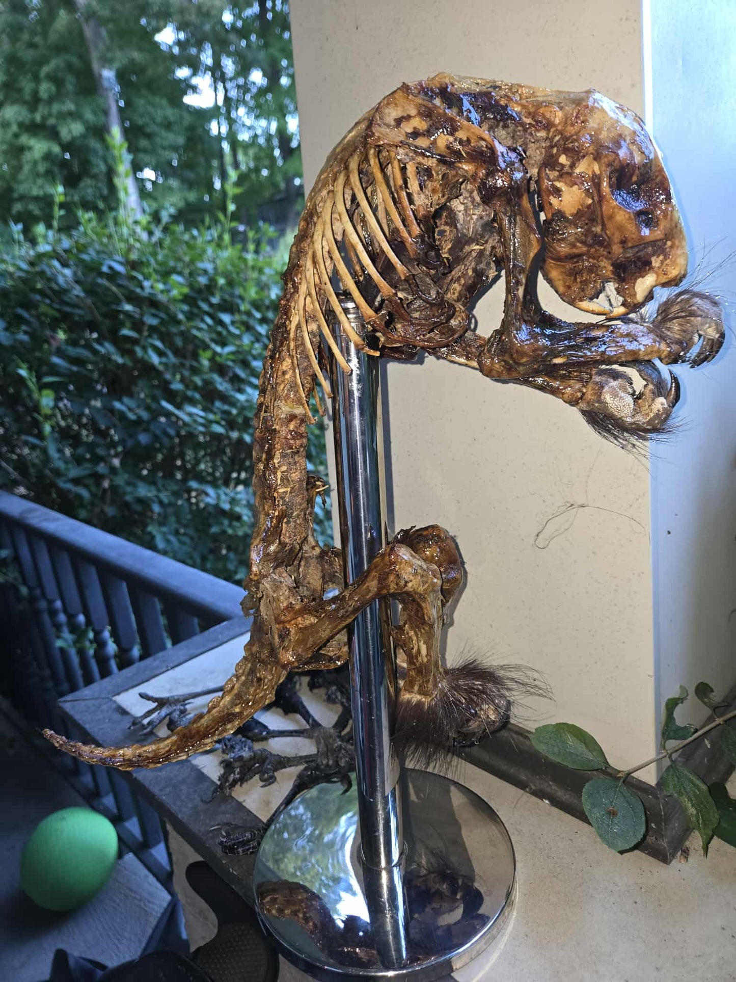 Squelette de porc-épic momifié