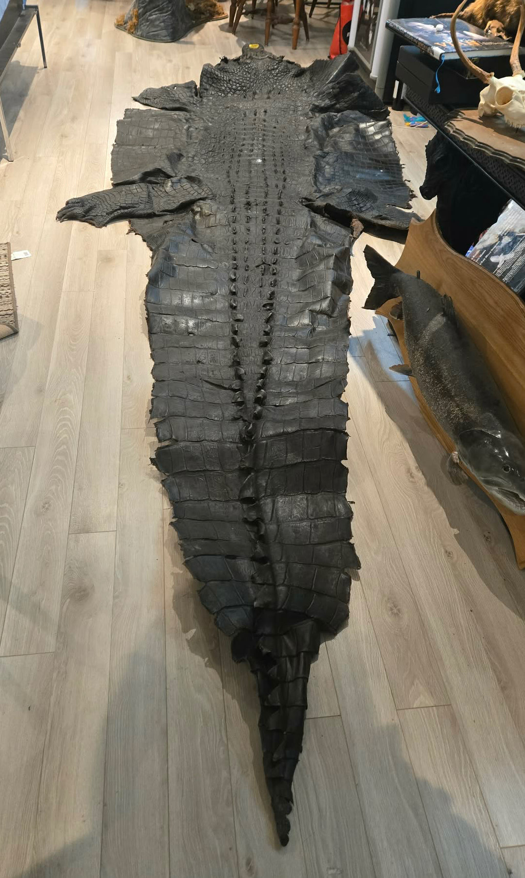 Grande peau de crocodile vintage