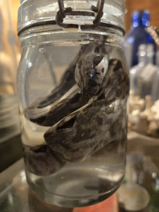 Petit serpent dans le formol - wet specimen