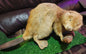 Taxidermie vintage castor