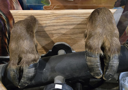 Sabots de bison naturalisés.