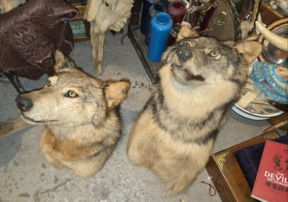Taxidermies têtes de loup