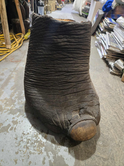 Patte d'éléphant antique naturalisée
