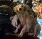 Taxidermie petit chien européen