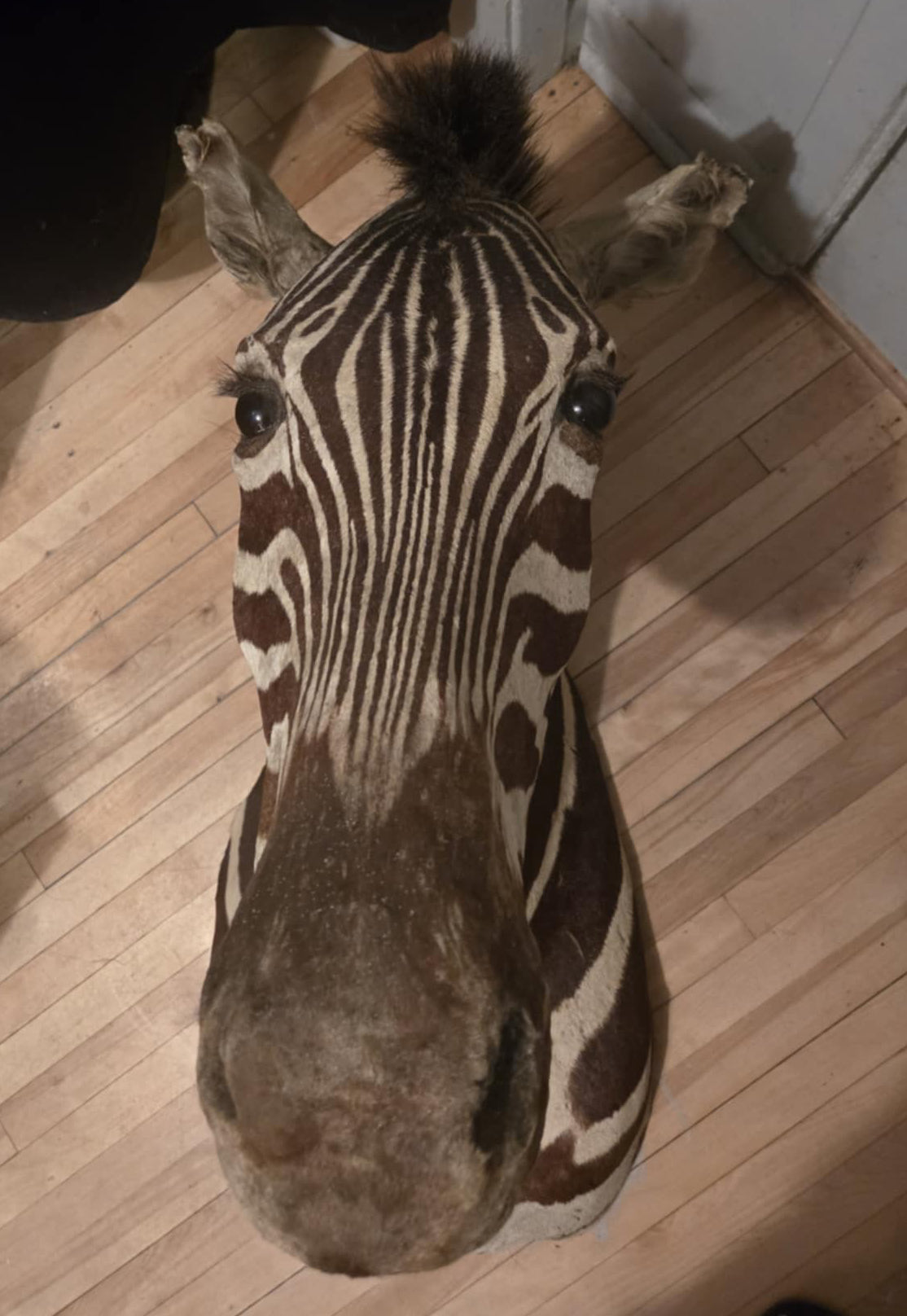 Taxidermie vintage tête de zèbre