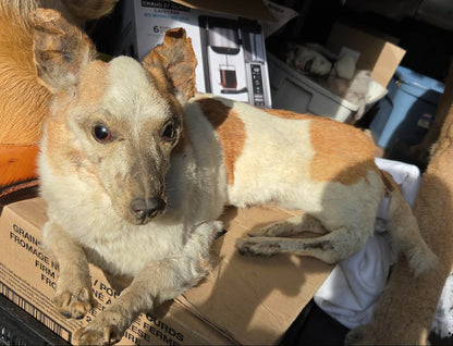 Taxidermie chien complet vintage
