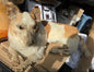 Taxidermie chien complet vintage