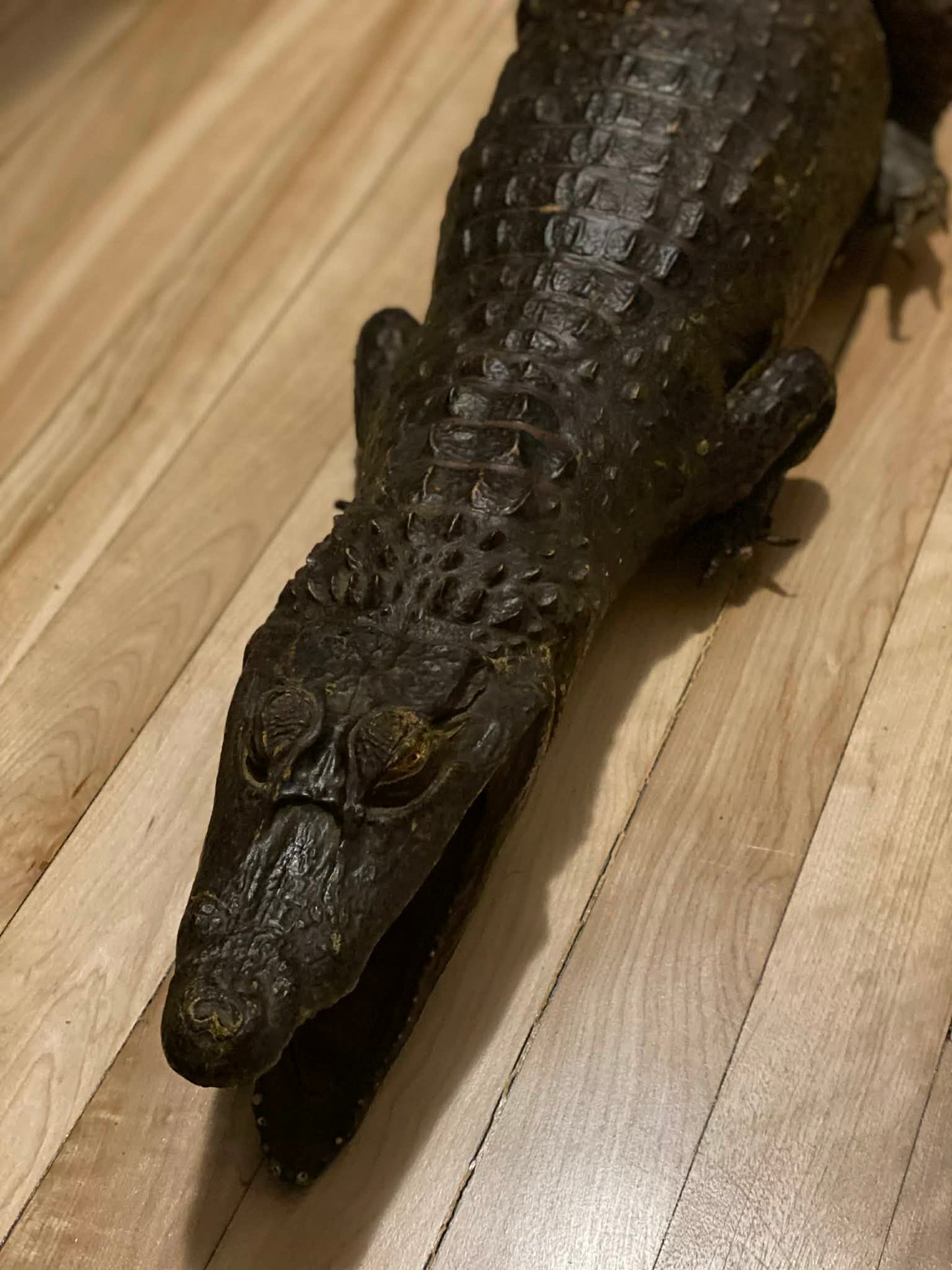Taxidermie vintage alligator complet