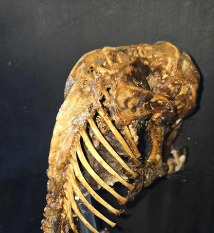 Squelette de porc-épic momifié