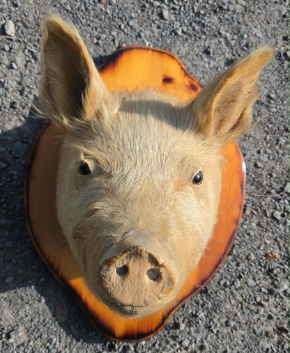 Taxidermie vintage tête de cochon